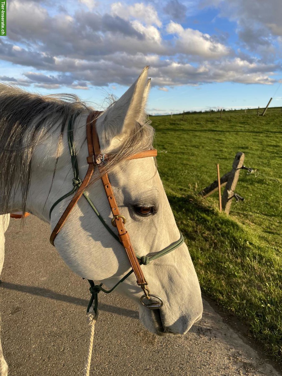 Bild 3: Hübsche Quarter Horse Stute, 8-jährig