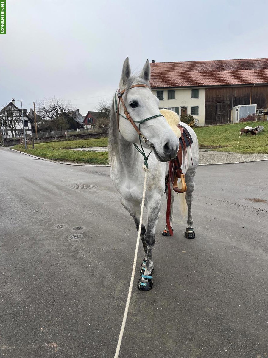 Bild 4: Hübsche Quarter Horse Stute, 8-jährig