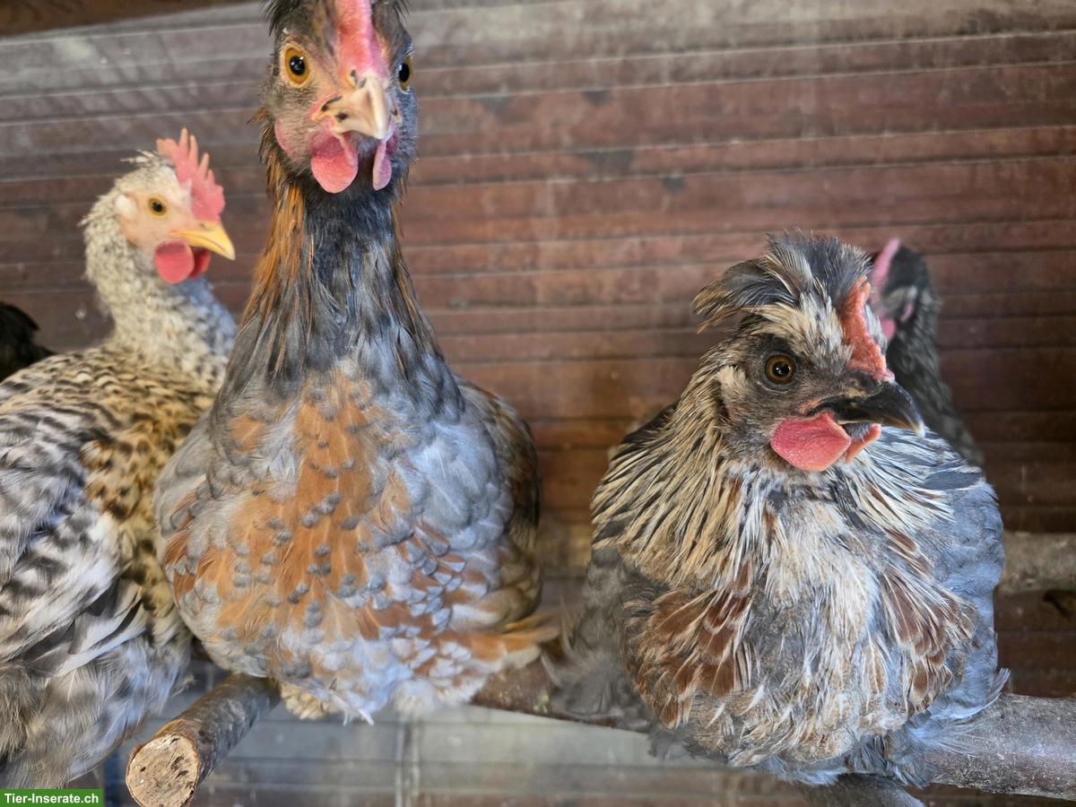 Schöne Marans Junghähne GRATIS abzugeben