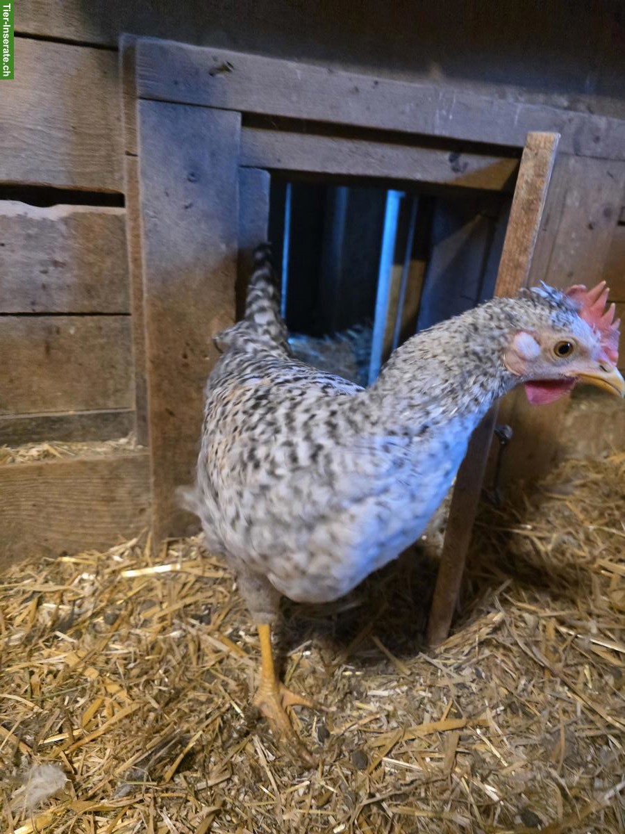 Bild 2: Schöne Marans Junghähne GRATIS abzugeben