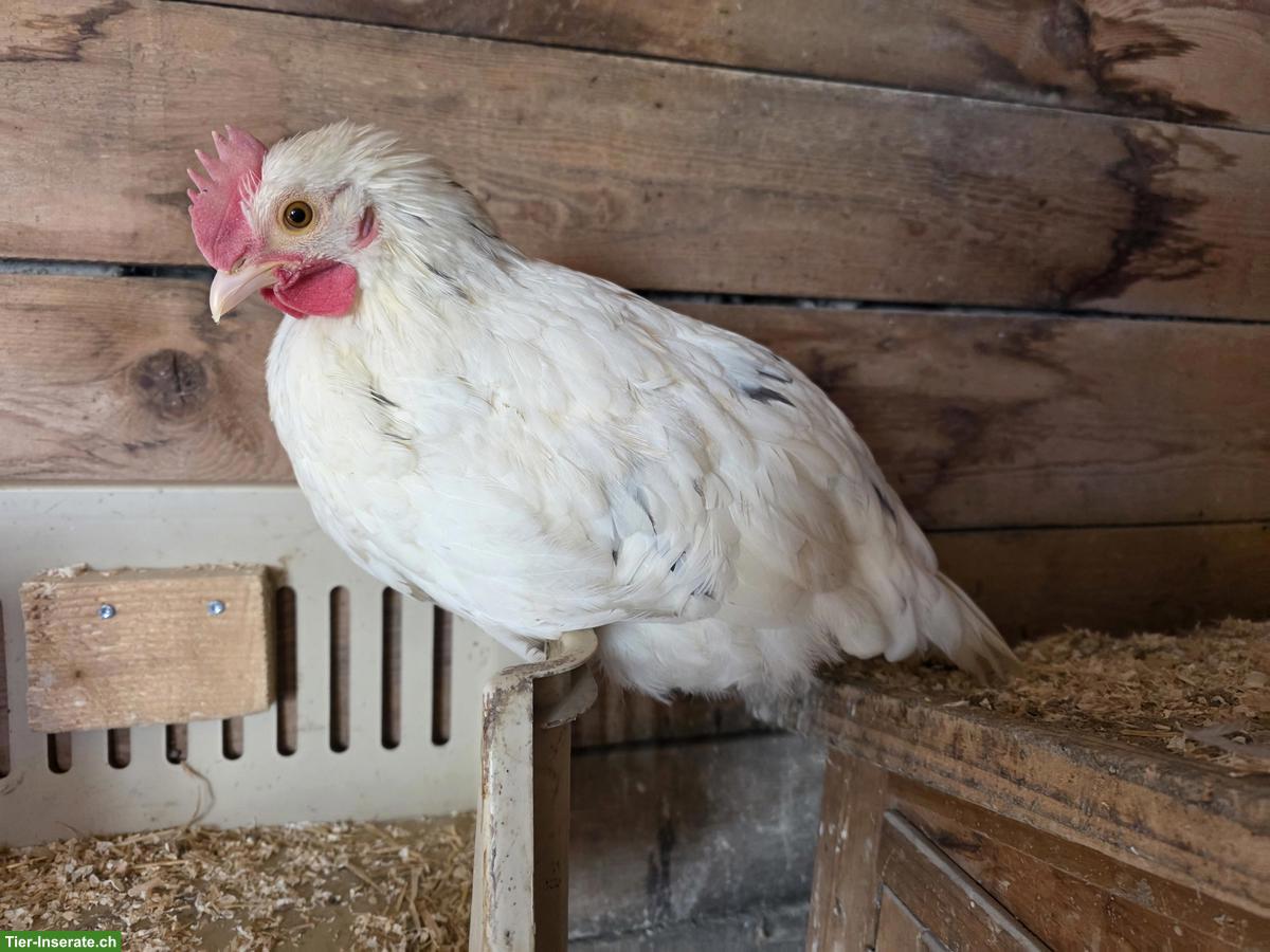 Bild 3: Schöne Marans Junghähne GRATIS abzugeben