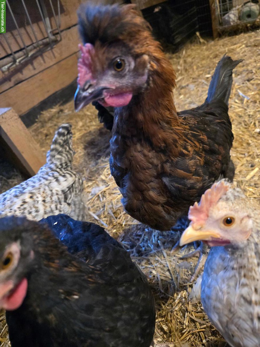 Bild 4: Schöne Marans Junghähne GRATIS abzugeben