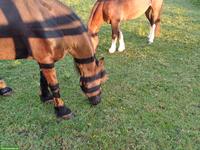 Zu vergeben 2 Reitbeteiligungen in Oetwil am See ZH