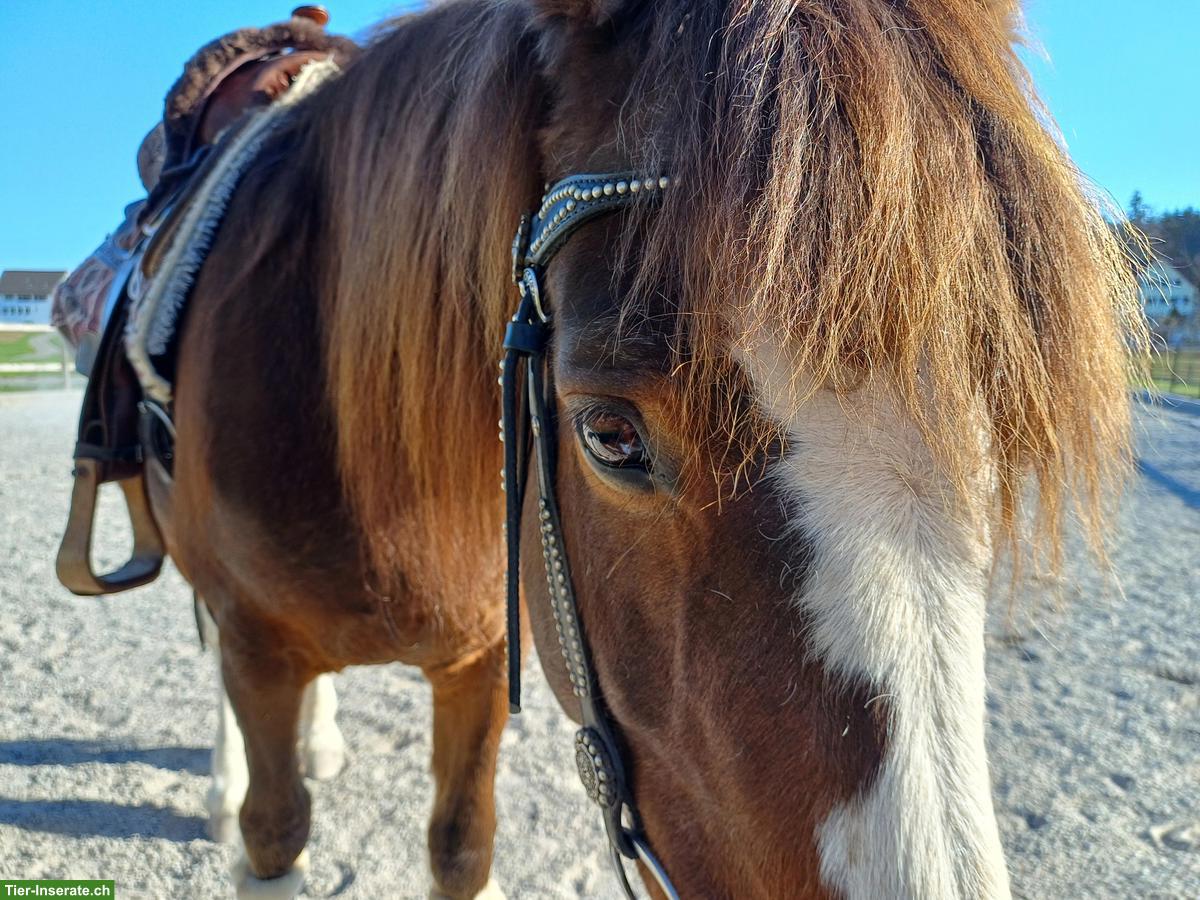 Bild 2: Zu vergeben 2 Reitbeteiligungen in Oetwil am See ZH