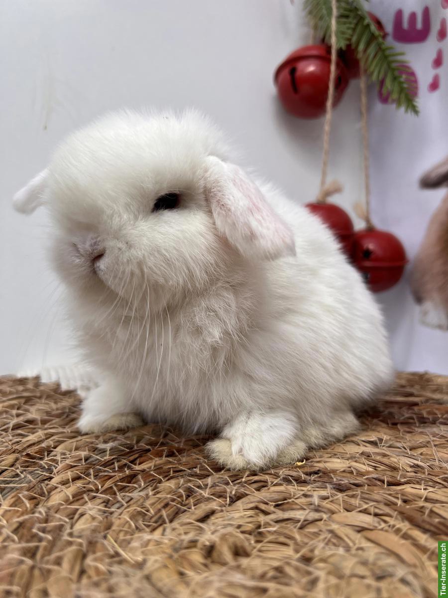 Minilop Zwergkaninchen Männlich und Weiblich