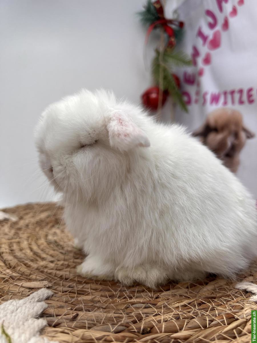 Bild 2: Minilop Zwergkaninchen Männlich und Weiblich