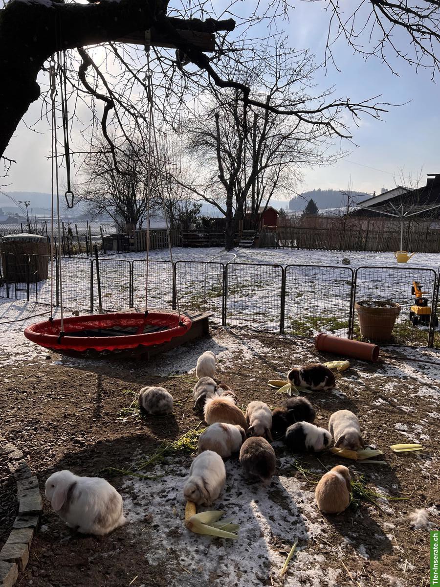 Bild 3: Minilop Zwergkaninchen Männlich und Weiblich