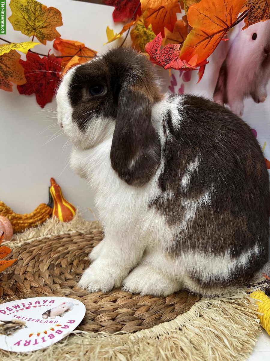 Bild 4: Minilop Zwergkaninchen Männlich und Weiblich