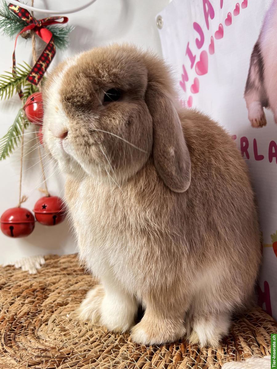 Bild 5: Minilop Zwergkaninchen Männlich und Weiblich