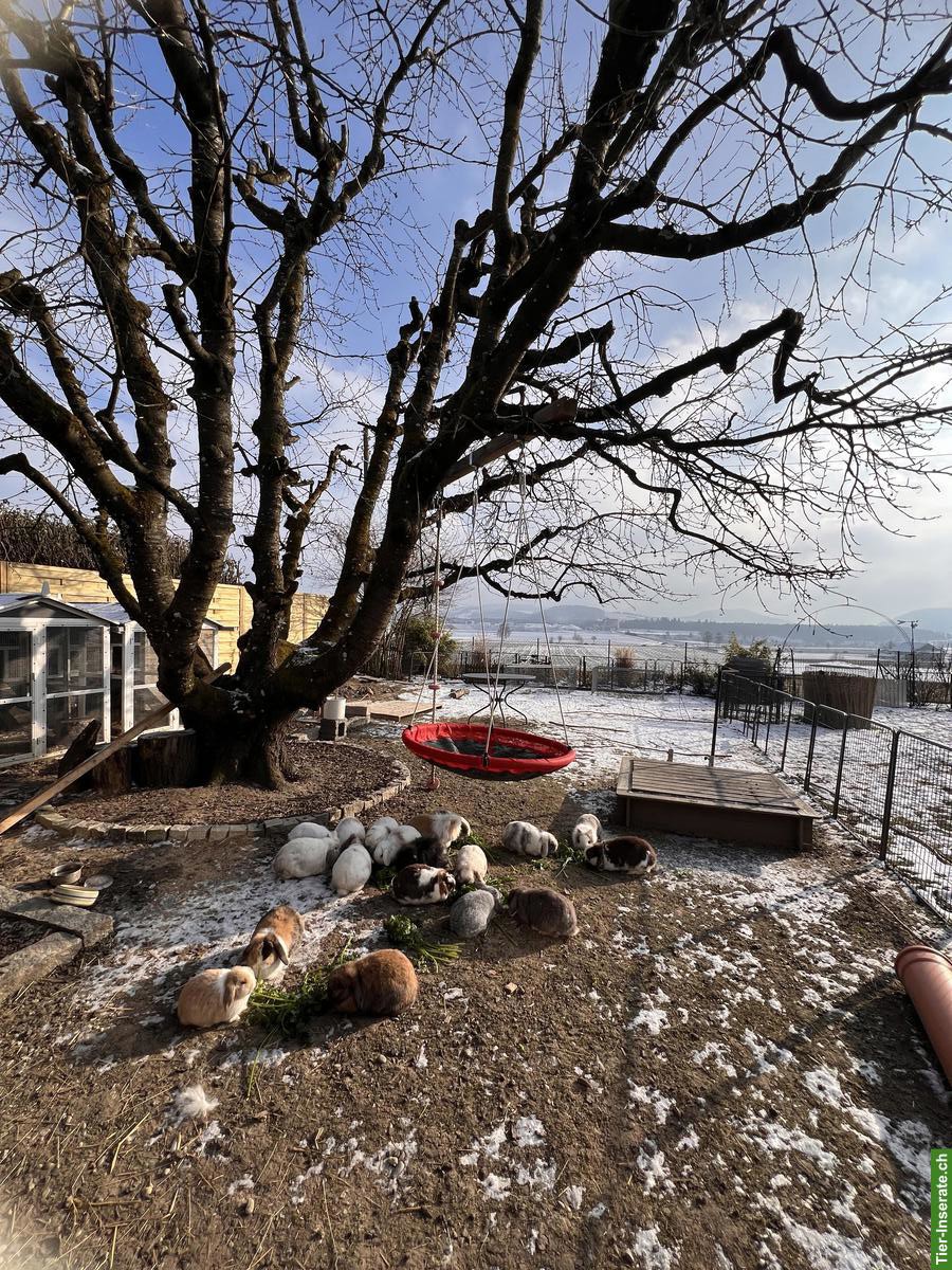 Bild 6: Minilop Zwergkaninchen Männlich und Weiblich