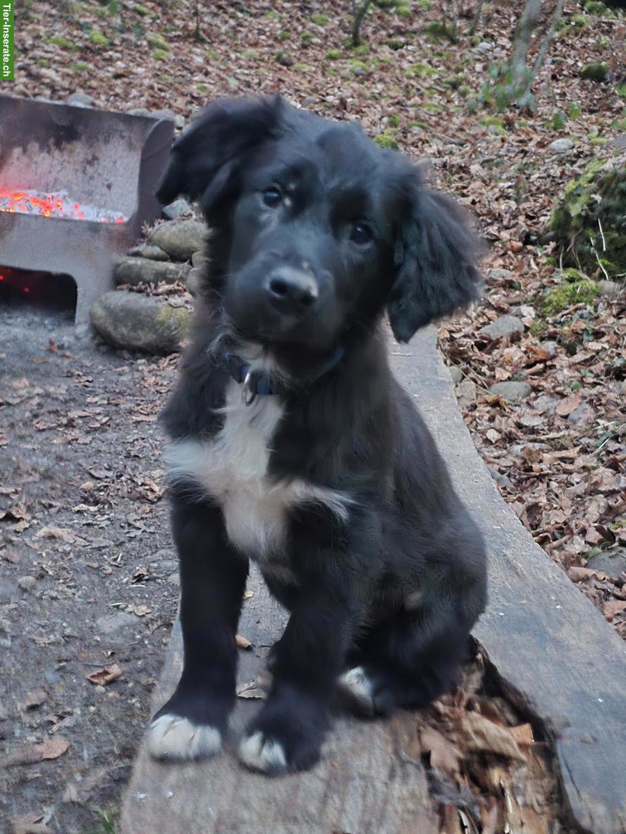 Border Collie Mix Hündin Yara