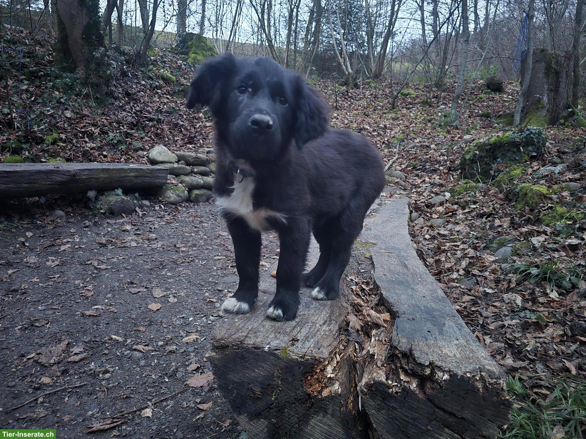 Bild 2: Border Collie Mix Hündin Yara