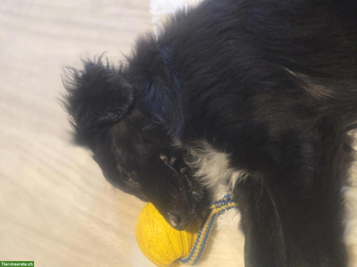 Bild 3: Border Collie Mix Hündin Yara