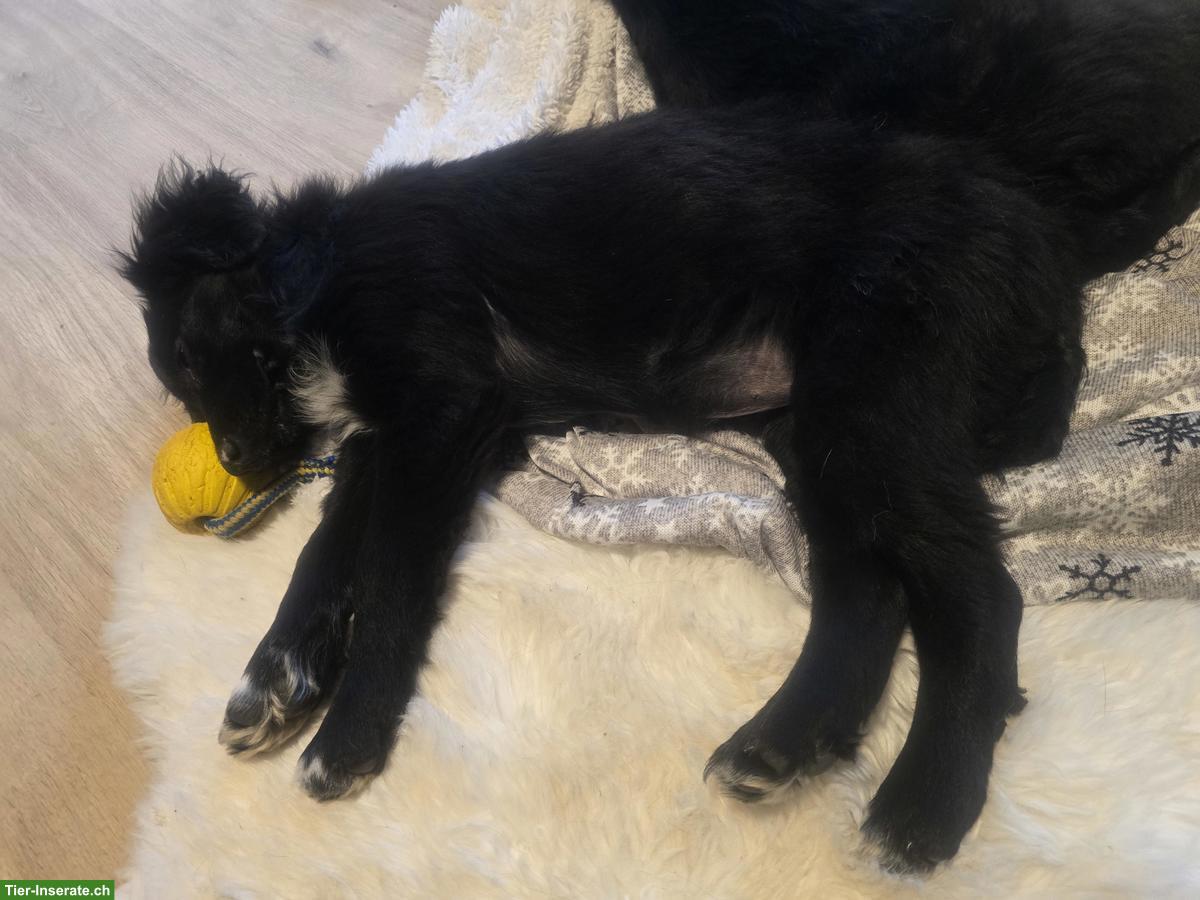 Bild 4: Border Collie Mix Hündin Yara