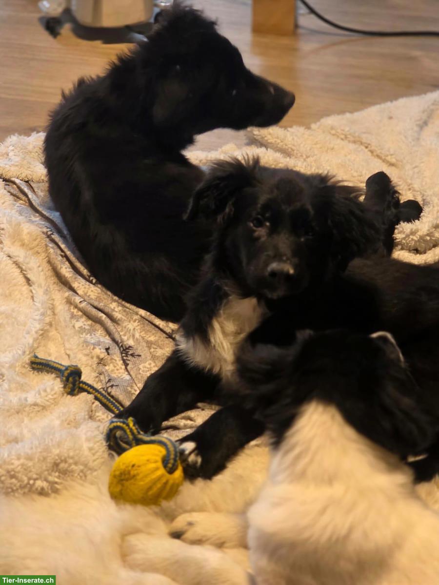 Bild 5: Border Collie Mix Hündin Yara