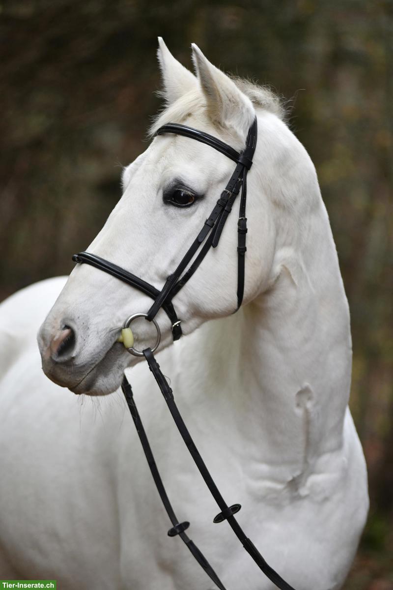 Vielseitige Oldenburger Schimmelstute, springfreudig