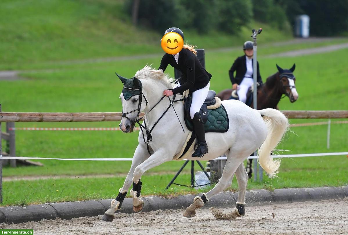 Bild 2: Vielseitige Oldenburger Schimmelstute, springfreudig