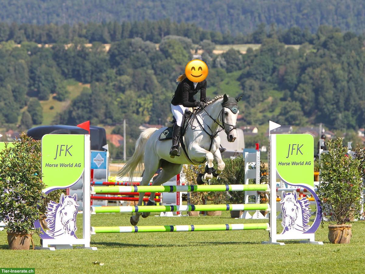 Bild 3: Vielseitige Oldenburger Schimmelstute, springfreudig