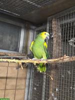 Blaustirnamazone (Amazona aestiva) zu verkaufen