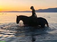 Pflege- und Reitbeteiligung, nahe Kreuzlingen (DE)