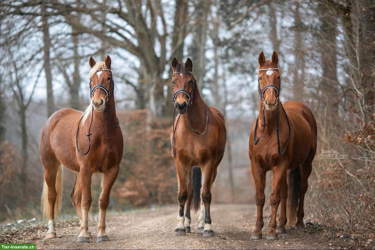 Bild 3: Pflege- und Reitbeteiligung, nahe Kreuzlingen (DE)