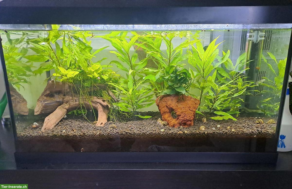 Juwel Aquarium 60L gratis abzugeben