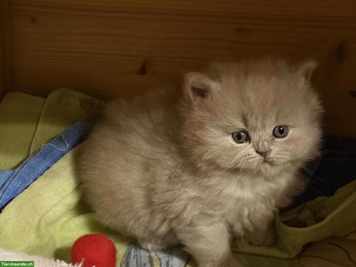 Britisch Kurzhaar Kitten lilac & blue mit Stammbaum