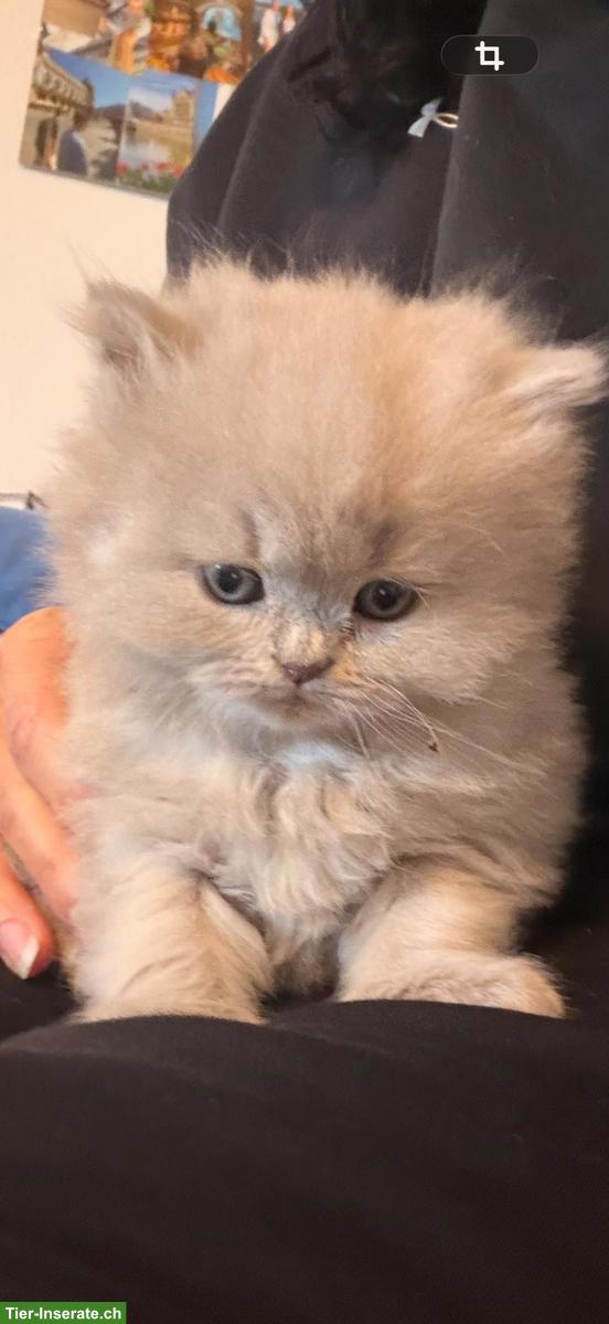 Bild 2: Britisch Kurzhaar Kitten lilac & blue mit Stammbaum