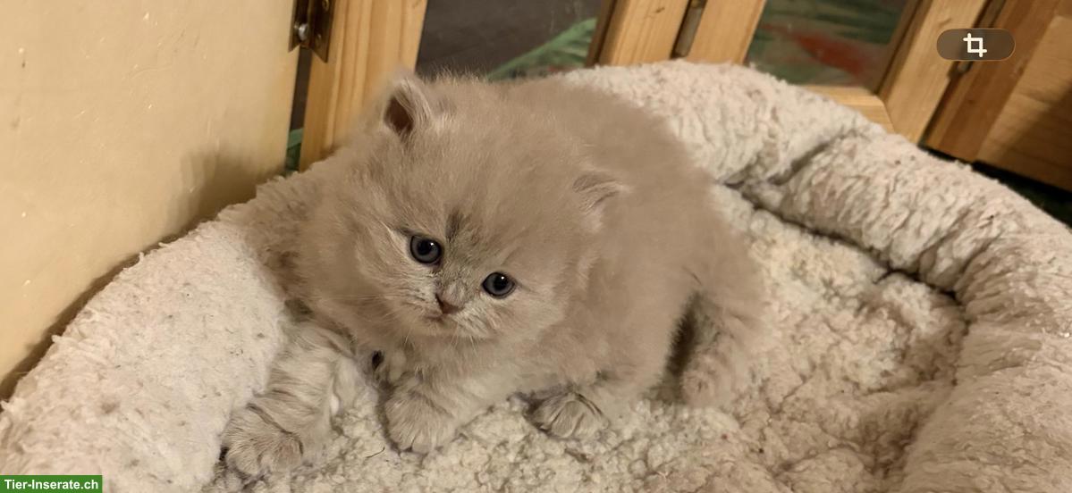 Bild 4: Britisch Kurzhaar Kitten lilac & blue mit Stammbaum