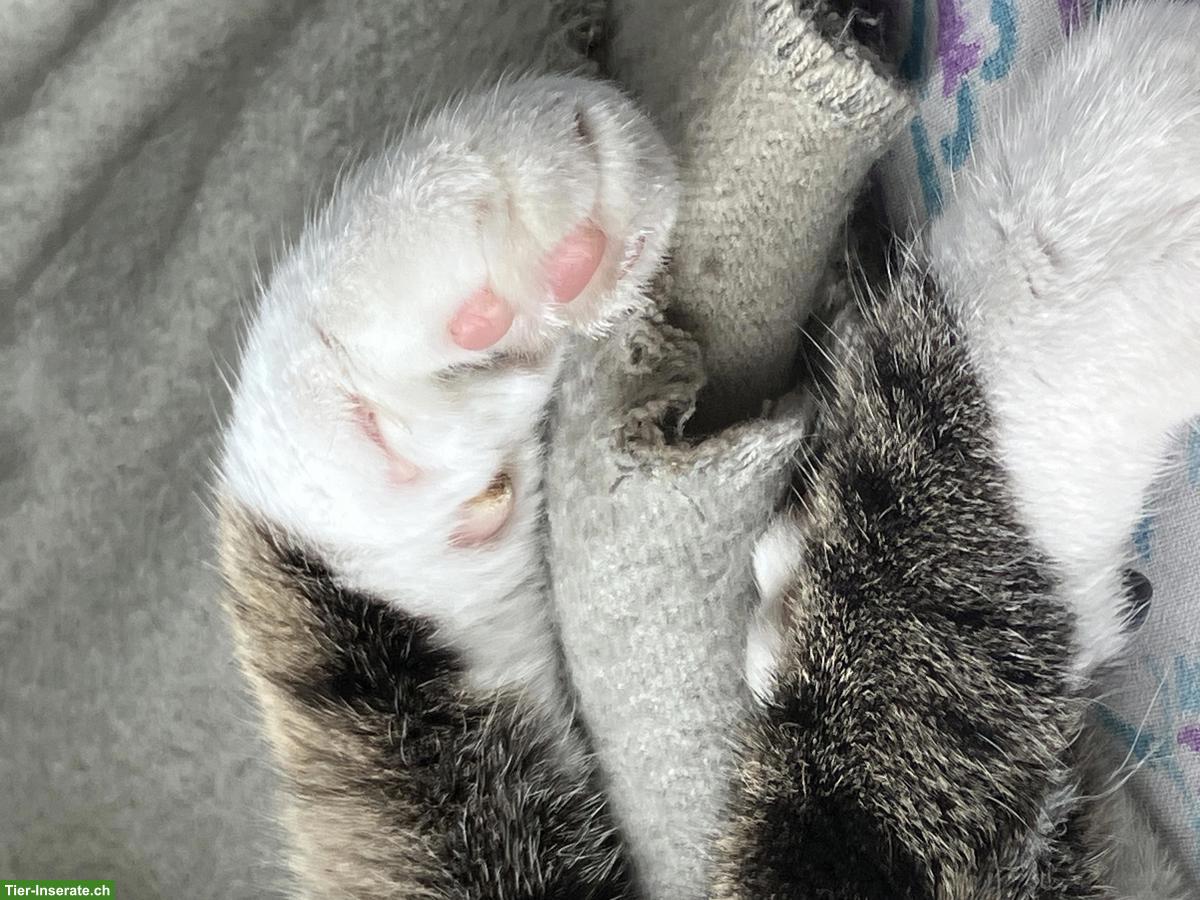 Weibliches Kitten gesucht