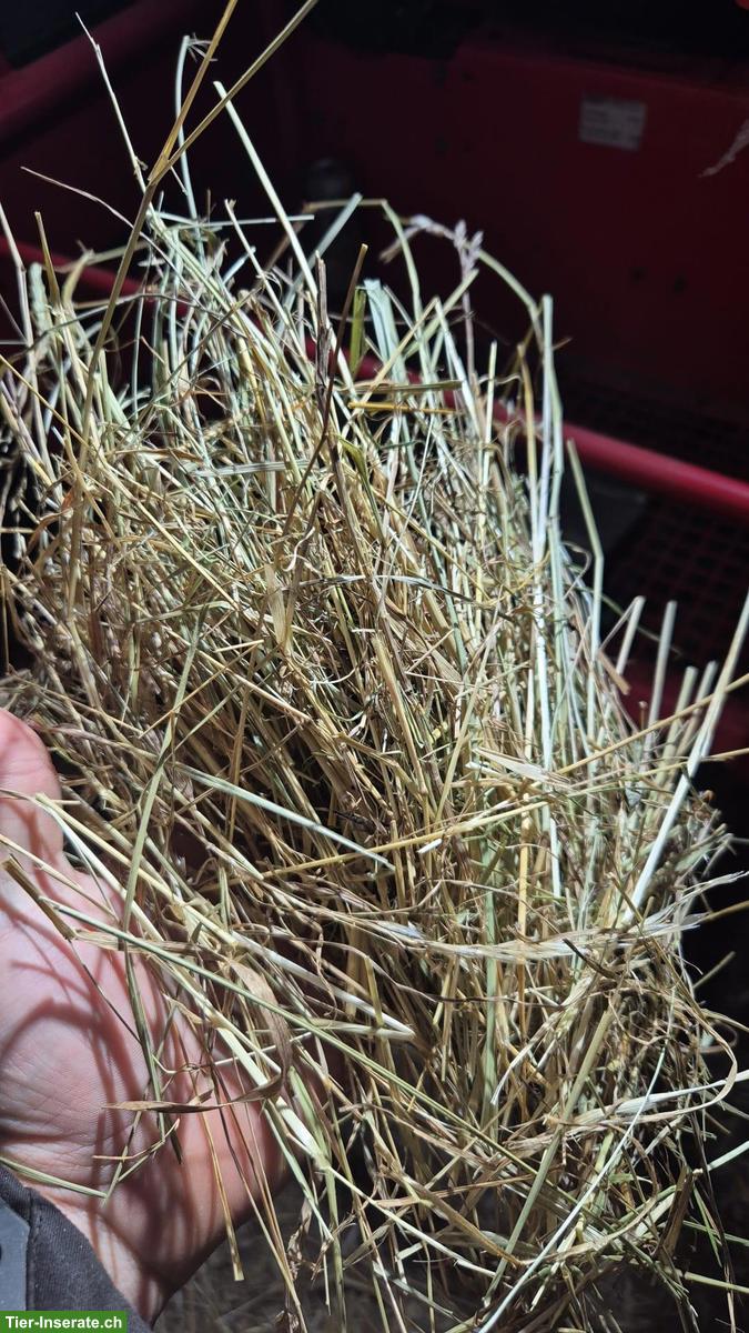 Bild 2: Bio-Heu (Umstellungsbetrieb) Rundballen zu verkaufen