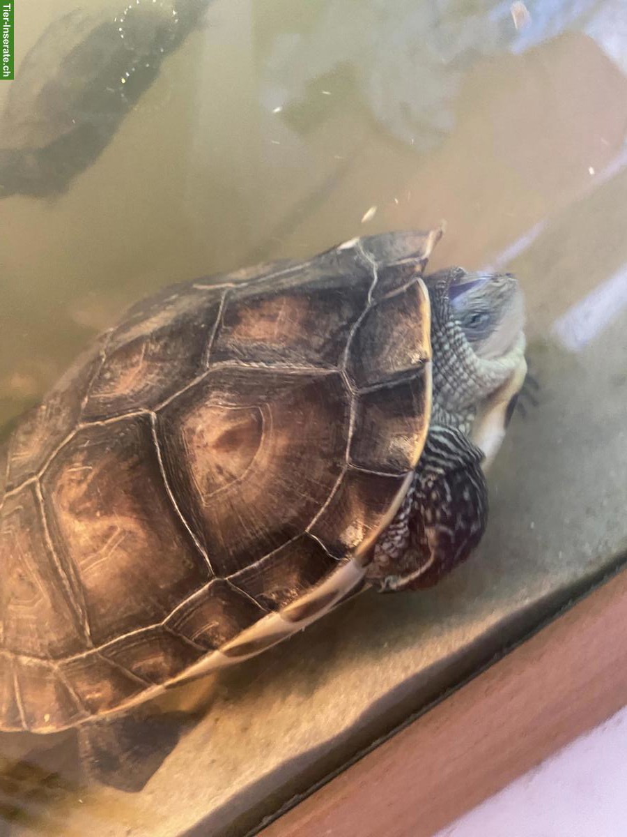 Bild 2: Chinesische Dreikielschildkröte & Streifenschildkröte