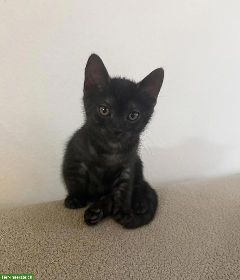 Süsses BKH-Mix Kitten (Kater) sucht liebevolles Zuhause