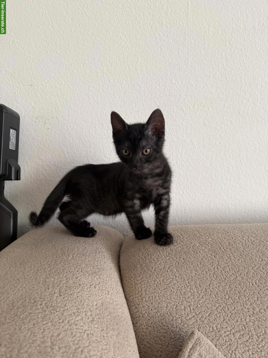 Bild 2: Süsses BKH-Mix Kitten (Kater) sucht liebevolles Zuhause