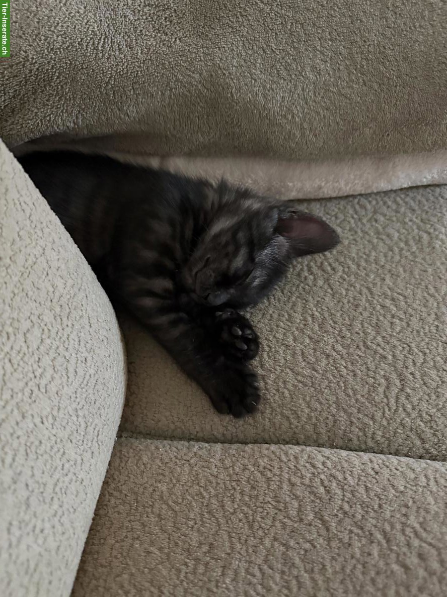 Bild 3: Süsses BKH-Mix Kitten (Kater) sucht liebevolles Zuhause