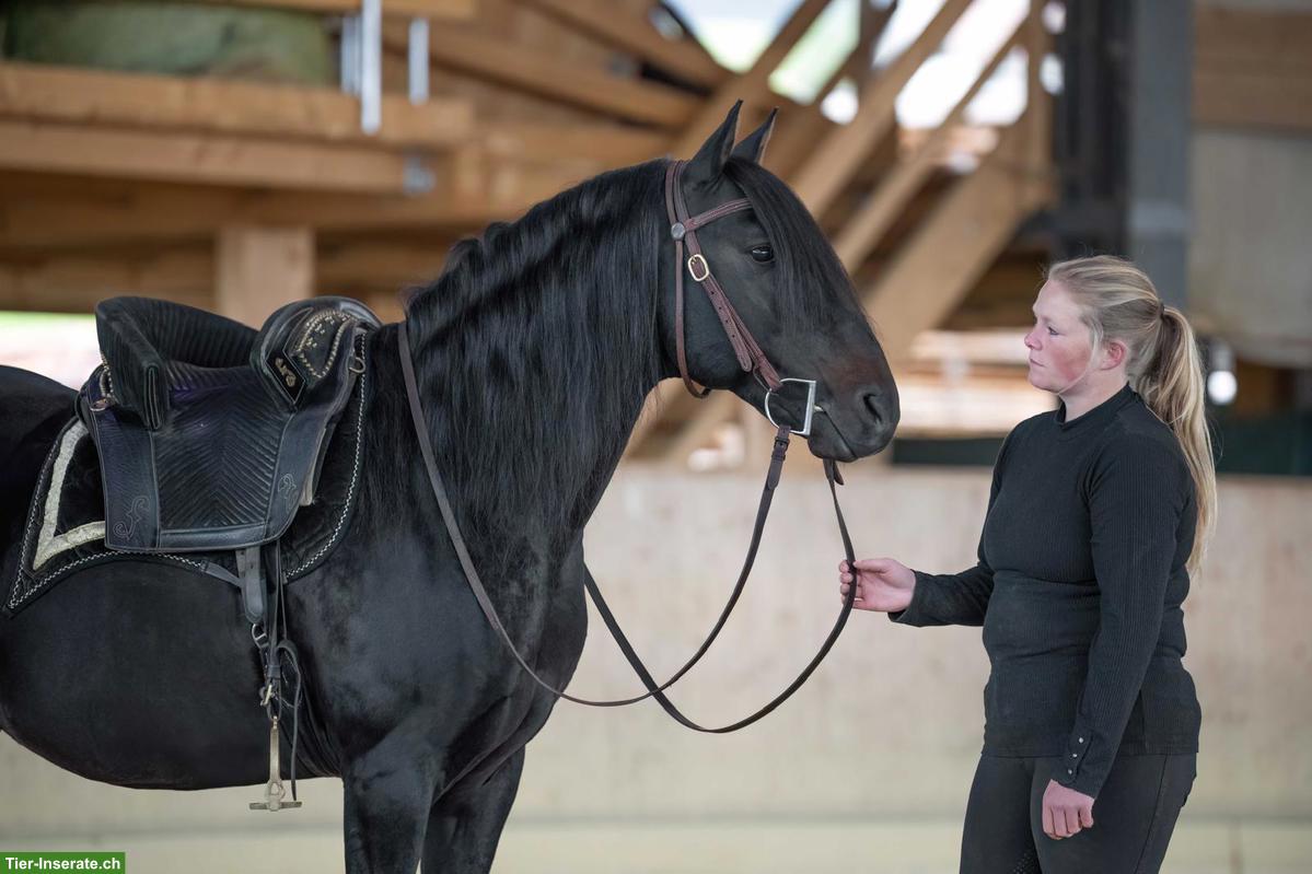 Teilzeit-Bürokraft gesucht, gegen Reitausbildung, 20-50%