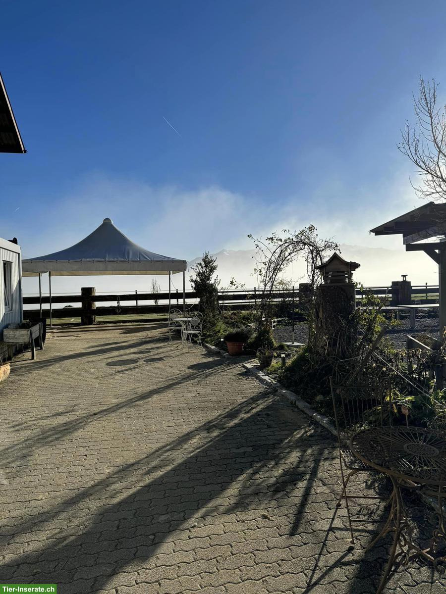 Bild 2: Teilzeit-Bürokraft gesucht, gegen Reitausbildung, 20-50%