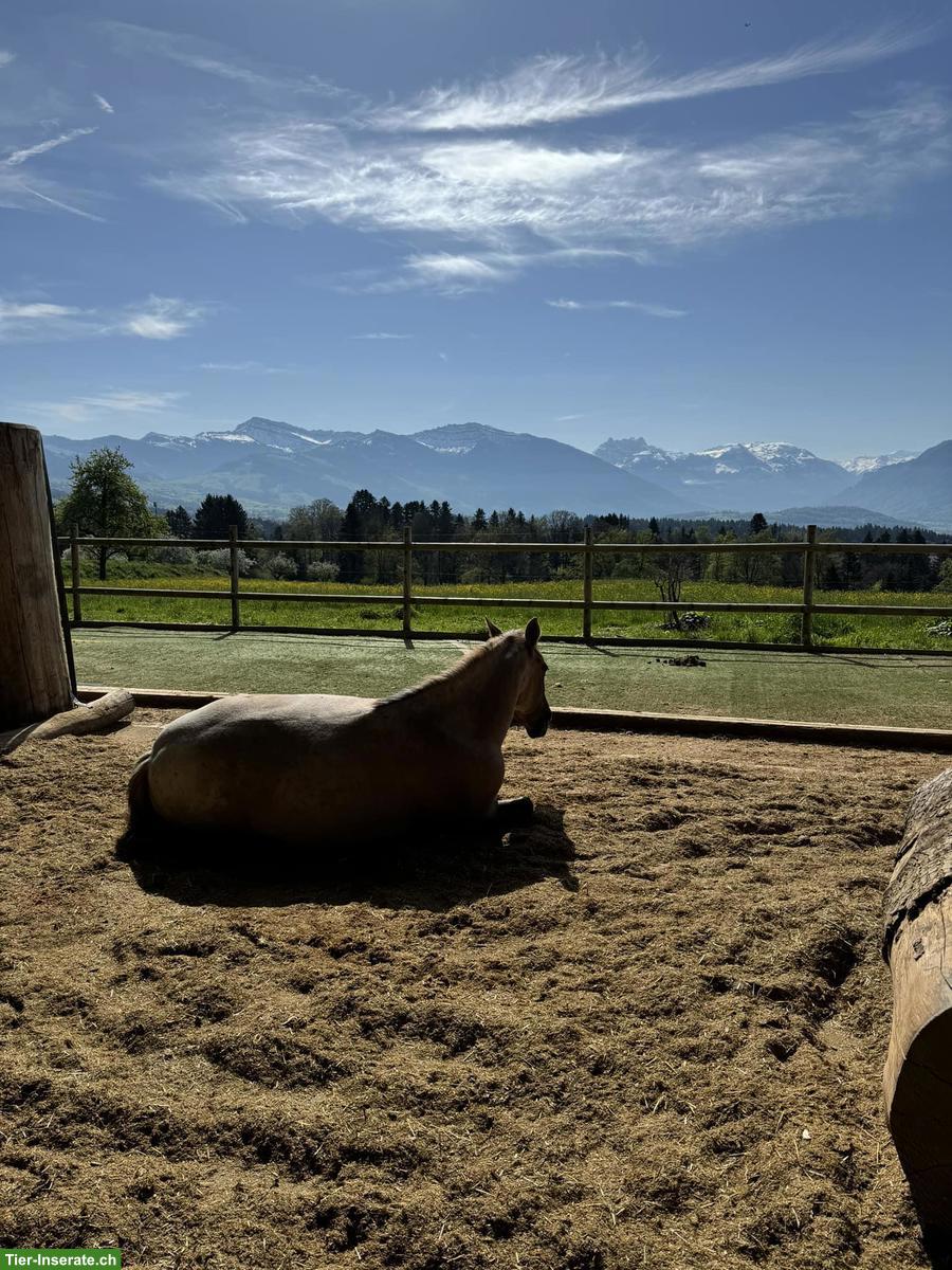 Bild 3: Teilzeit-Bürokraft gesucht, gegen Reitausbildung, 20-50%