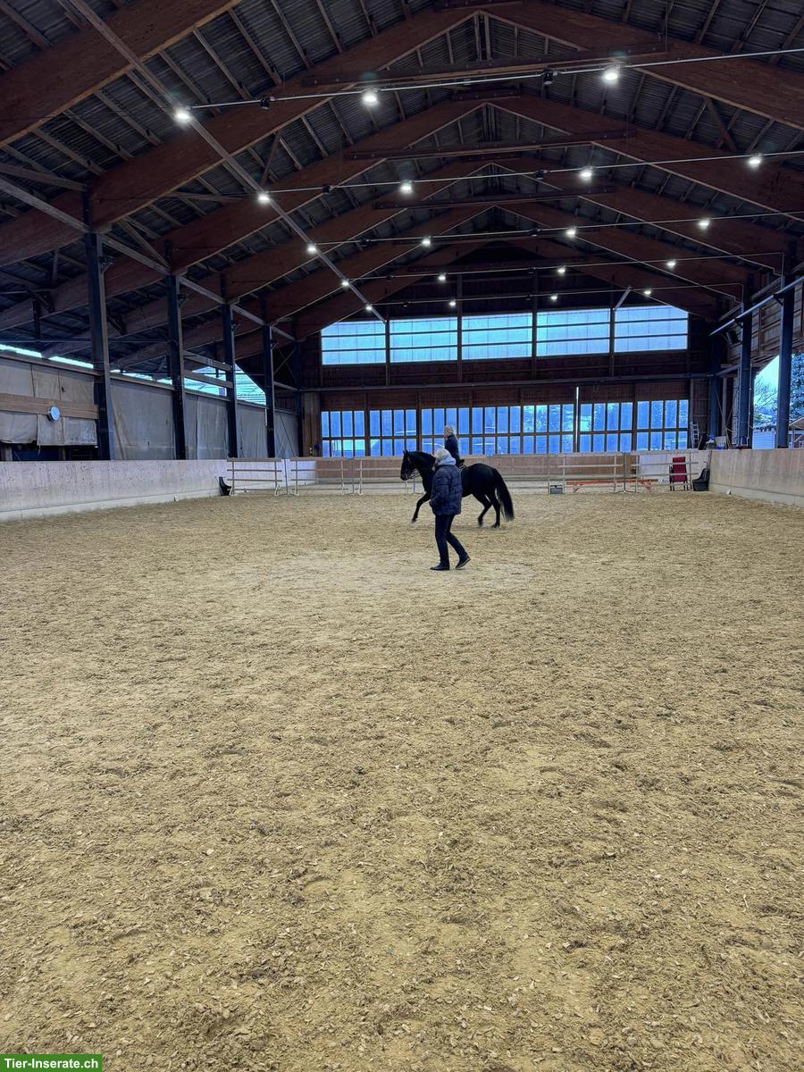 Bild 4: Teilzeit-Bürokraft gesucht, gegen Reitausbildung, 20-50%