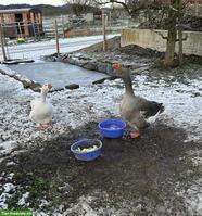 2 Gänse gratis abzugeben, inkl. Stall