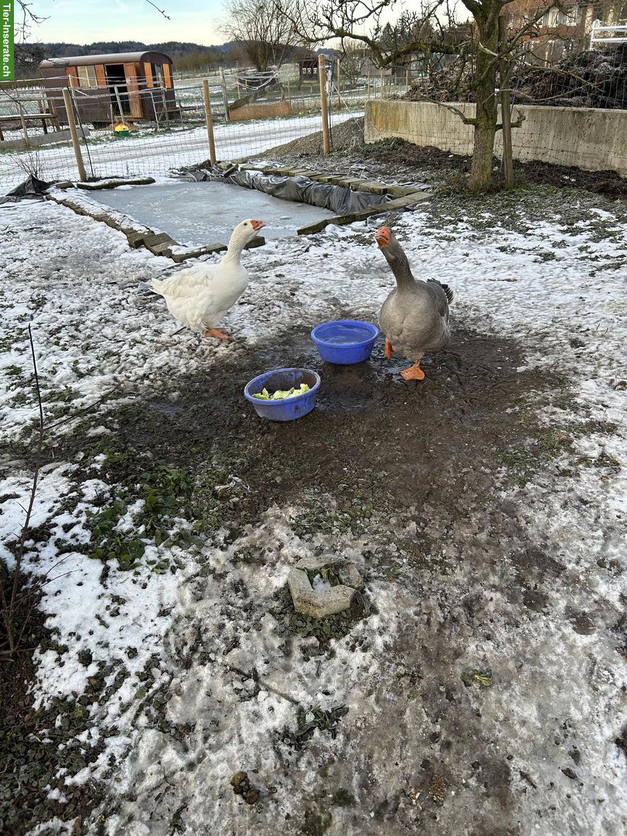 Bild 2: 2 Gänse gratis abzugeben, inkl. Stall
