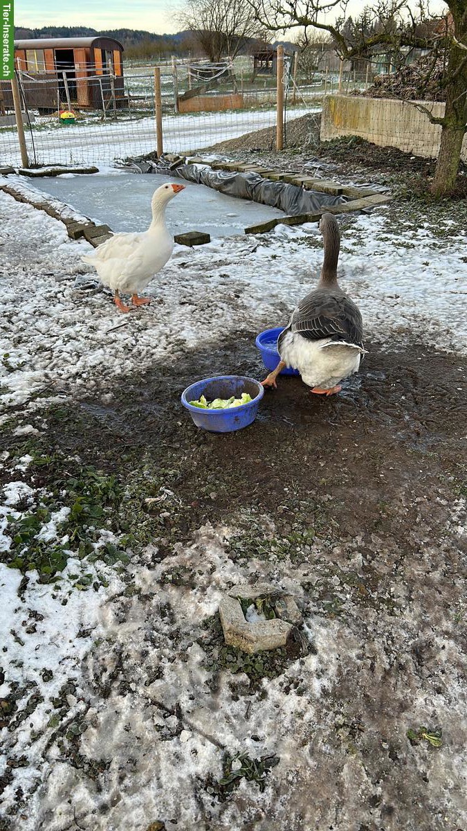 Bild 3: 2 Gänse gratis abzugeben, inkl. Stall