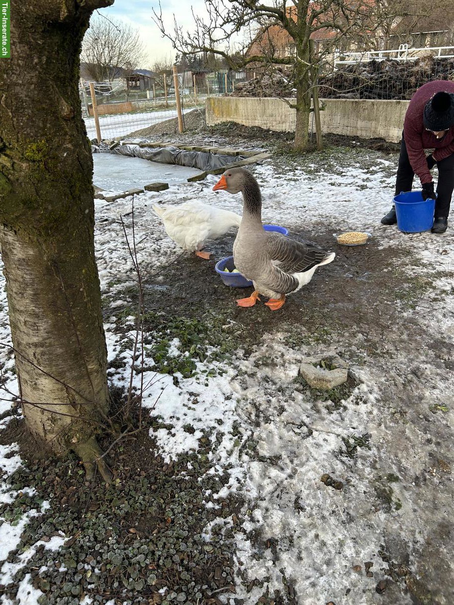 Bild 4: 2 Gänse gratis abzugeben, inkl. Stall