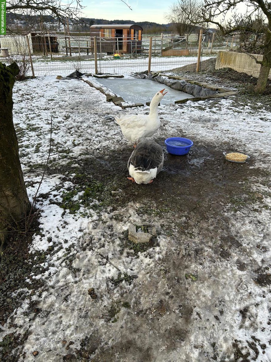 Bild 6: 2 Gänse gratis abzugeben, inkl. Stall