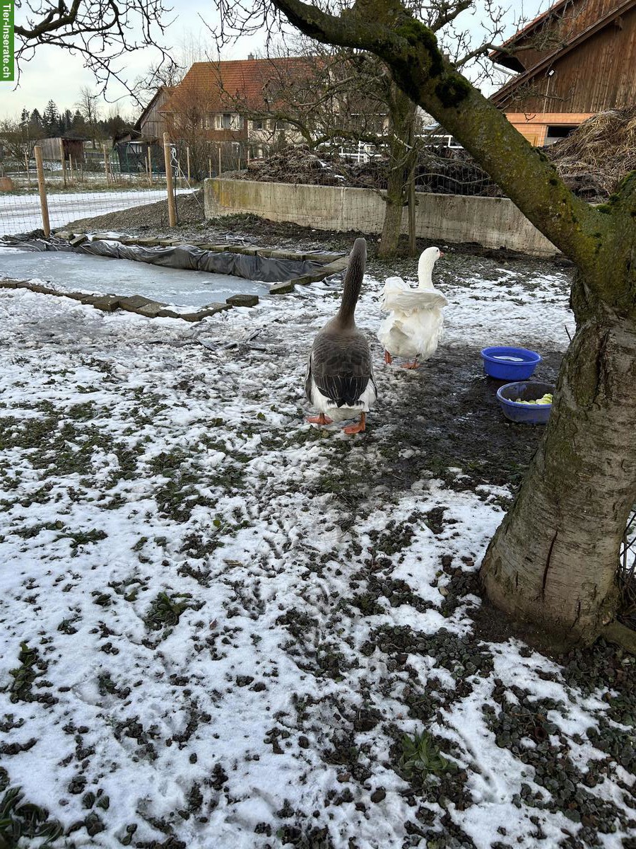Bild 7: 2 Gänse gratis abzugeben, inkl. Stall