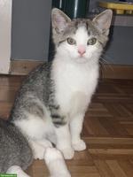 Britisch Kurzhaar Mix Kitten, Katerli