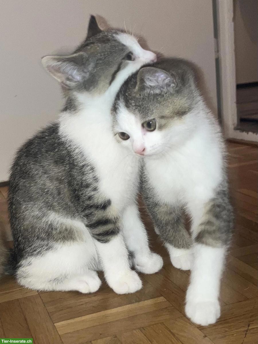 Bild 2: Britisch Kurzhaar Mix Kitten, Katerli