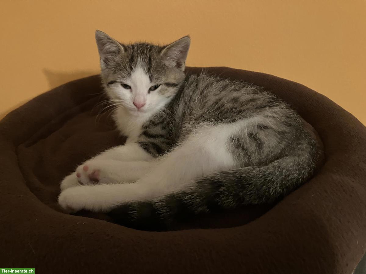 Bild 3: Britisch Kurzhaar Mix Kitten, Katerli