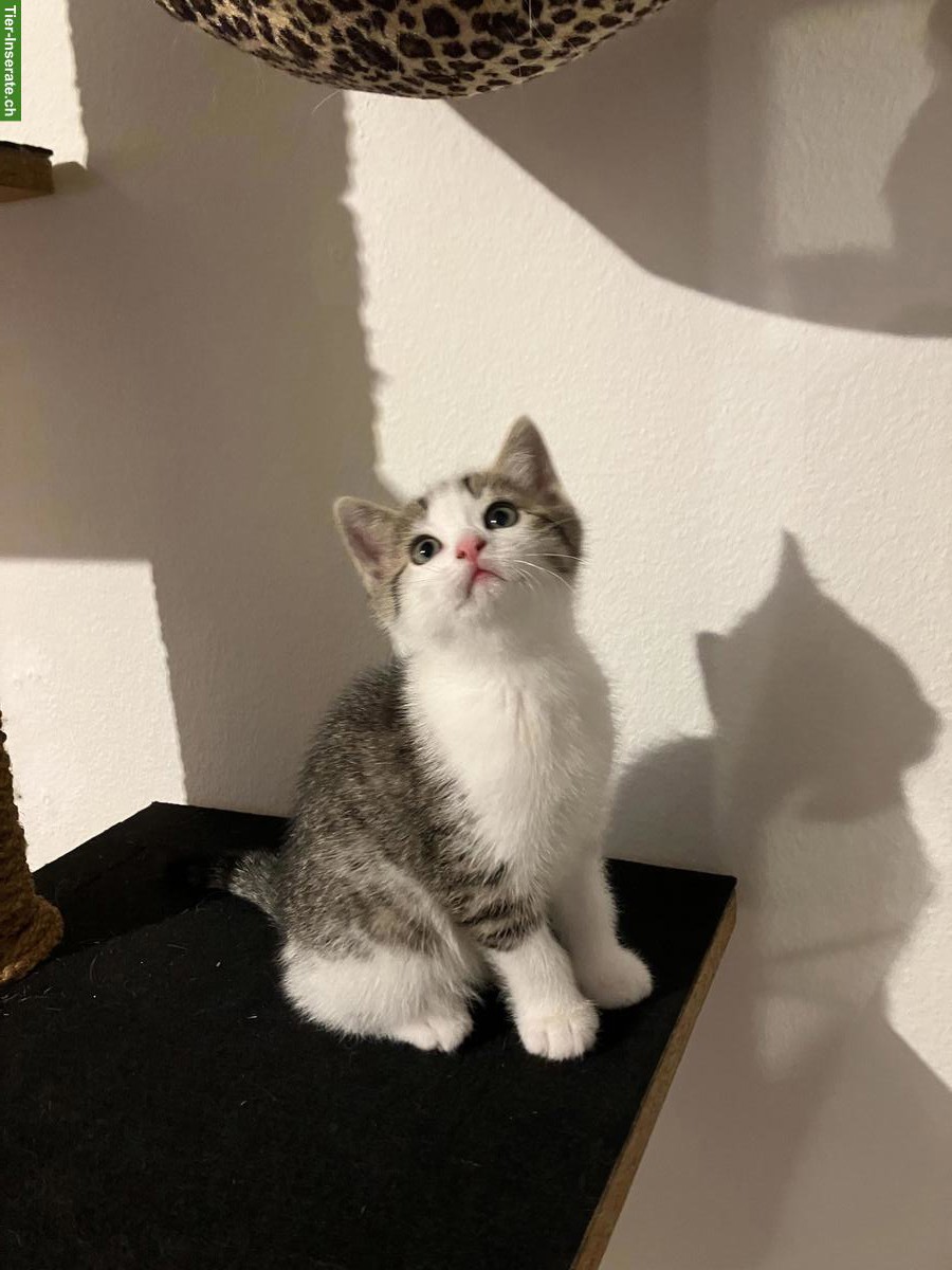 Bild 4: Britisch Kurzhaar Mix Kitten, Katerli