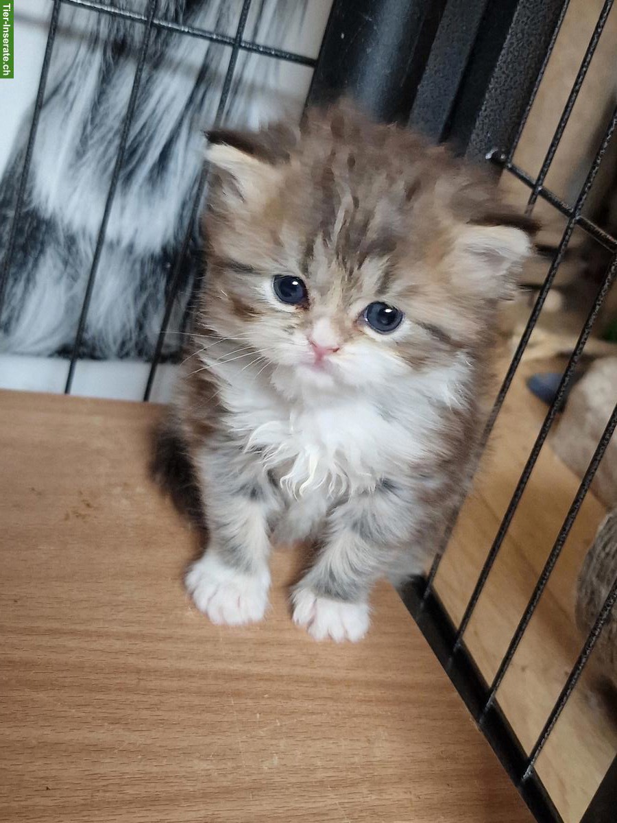 Perser Kitten Weibchen, Wohnungskatze, keine Einzelhaltung